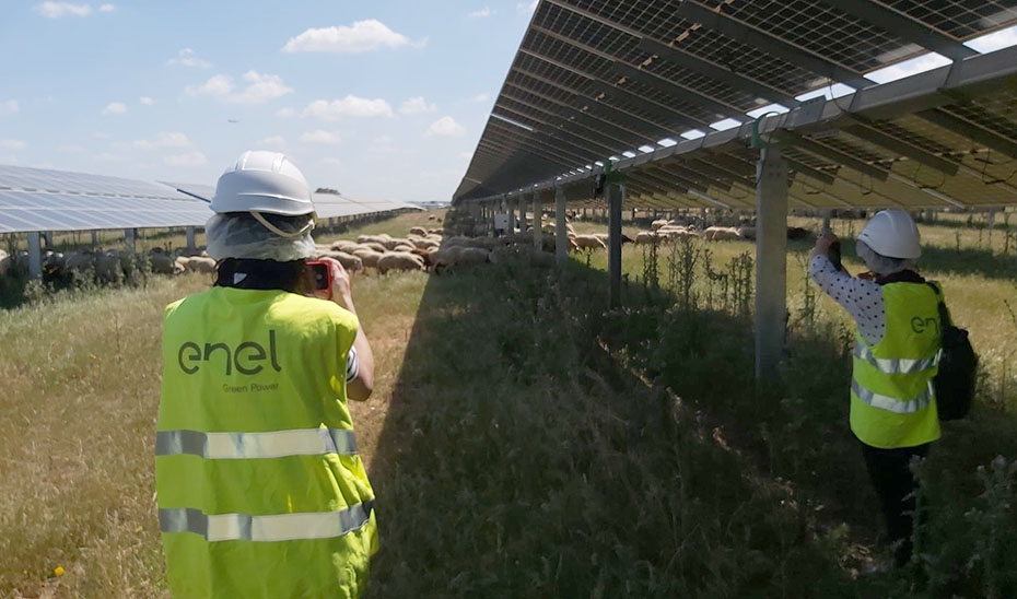 Visita de periodistas europeos a la planta solar agrovoltaica de Enel Green Power España entre los municipios de Carmona y La Rinconada.